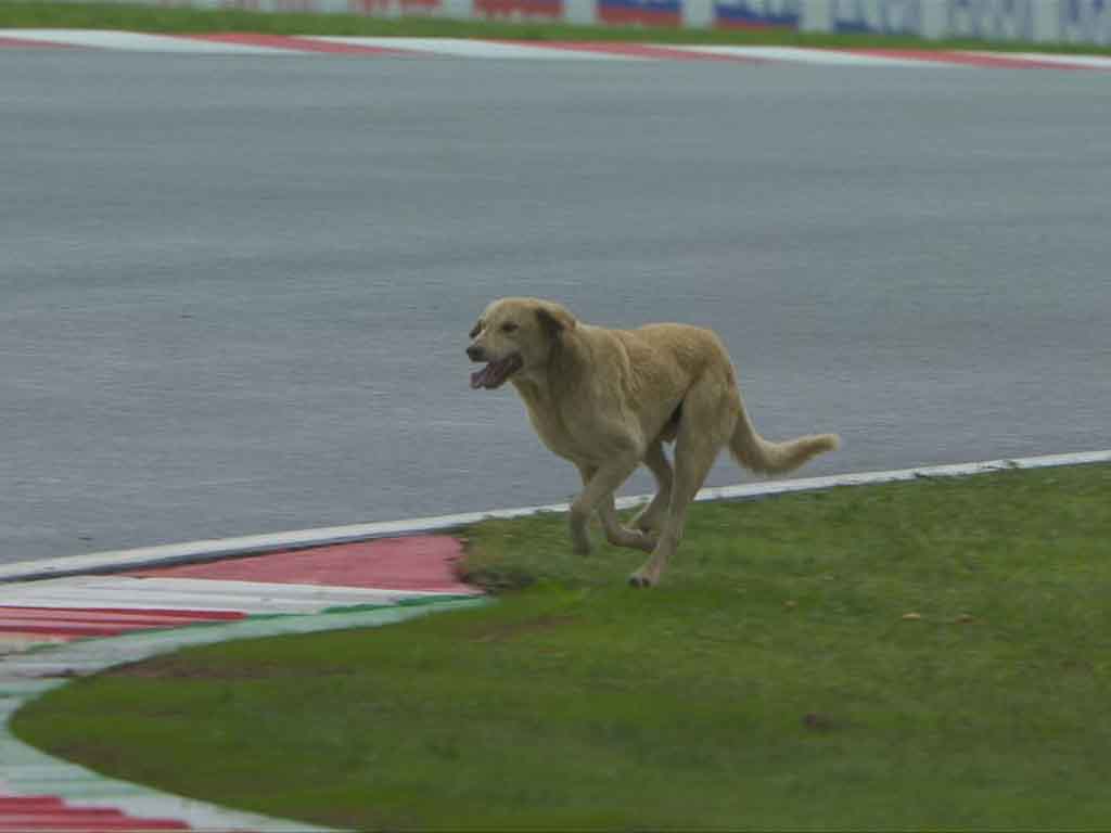 F1 Dog