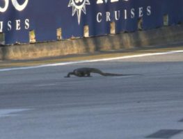 ‘Godzilla’s kid’ interrupts first practice at Singapore Grand Prix