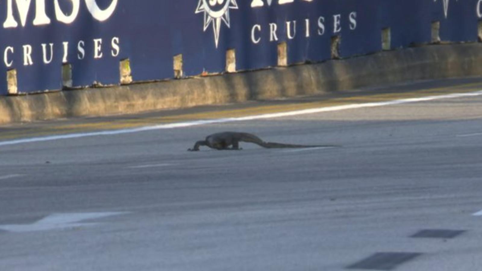 Godzillas kid interrupts first practice at Singapore Grand Prix PlanetF1